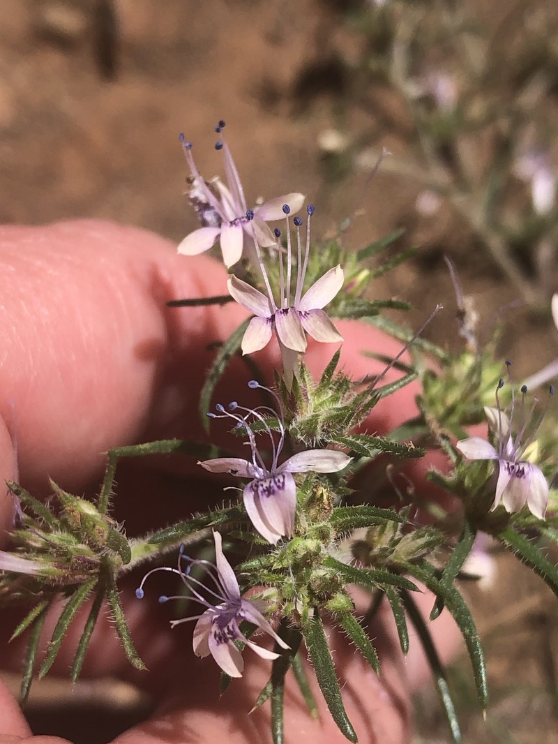 Ipomopsis multiflora subsp. whitingii