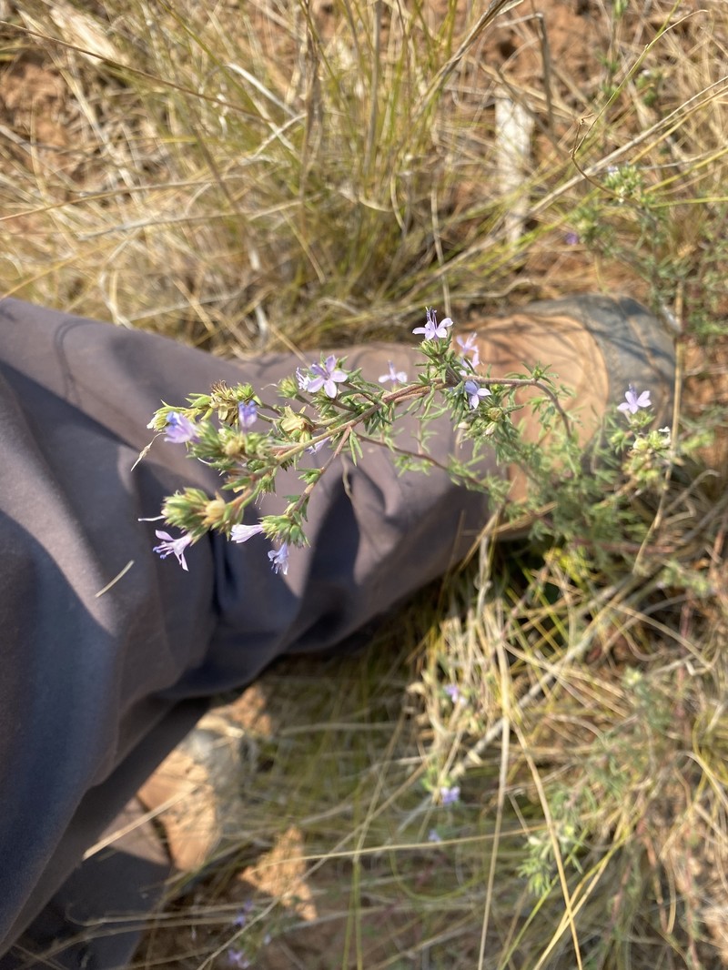 Ipomopsis multiflora subsp. whitingii photo 2