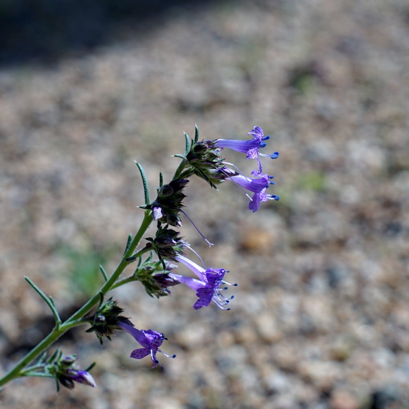 Ipomopsis multiflora subsp. whitingii photo 3
