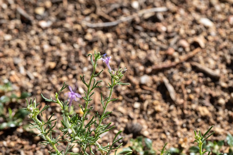Ipomopsis multiflora subsp. whitingii photo 5