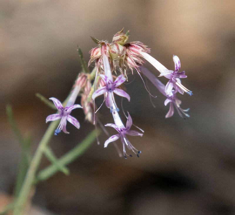 Ipomopsis multiflora subsp. whitingii photo 6