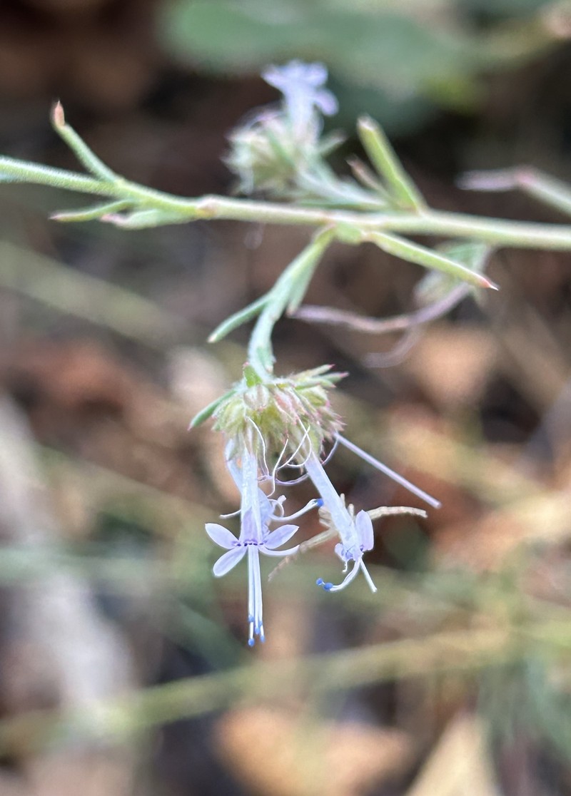 Ipomopsis multiflora subsp. whitingii photo 7