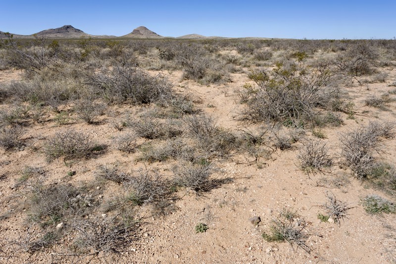 San Luis Mountain Ipomopsis photo 2