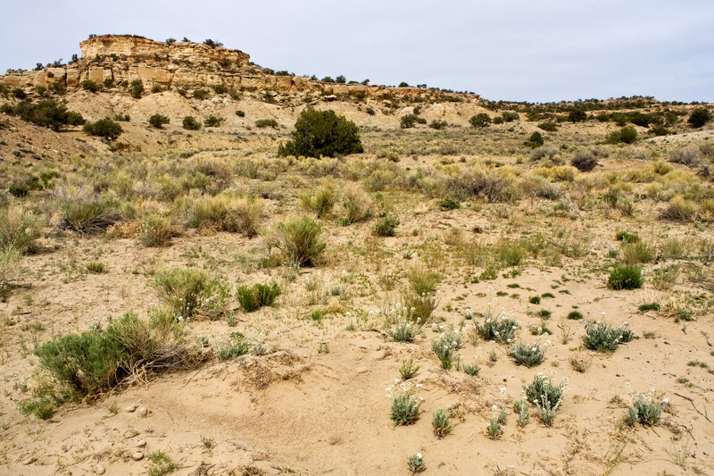 San Luis Mountain Ipomopsis photo 3