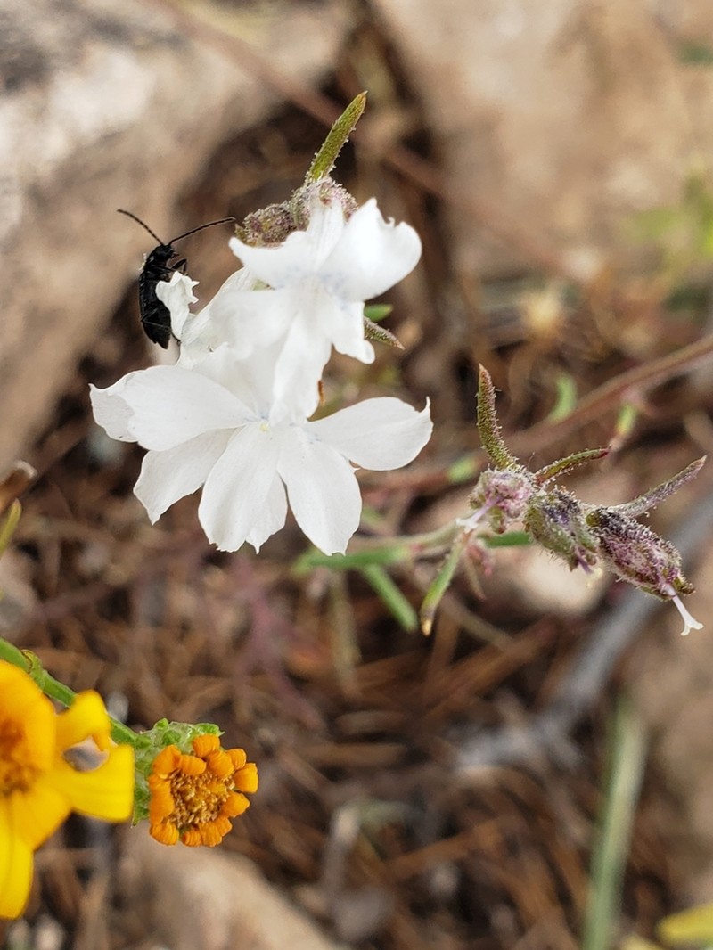 San Luis Mountain Ipomopsis