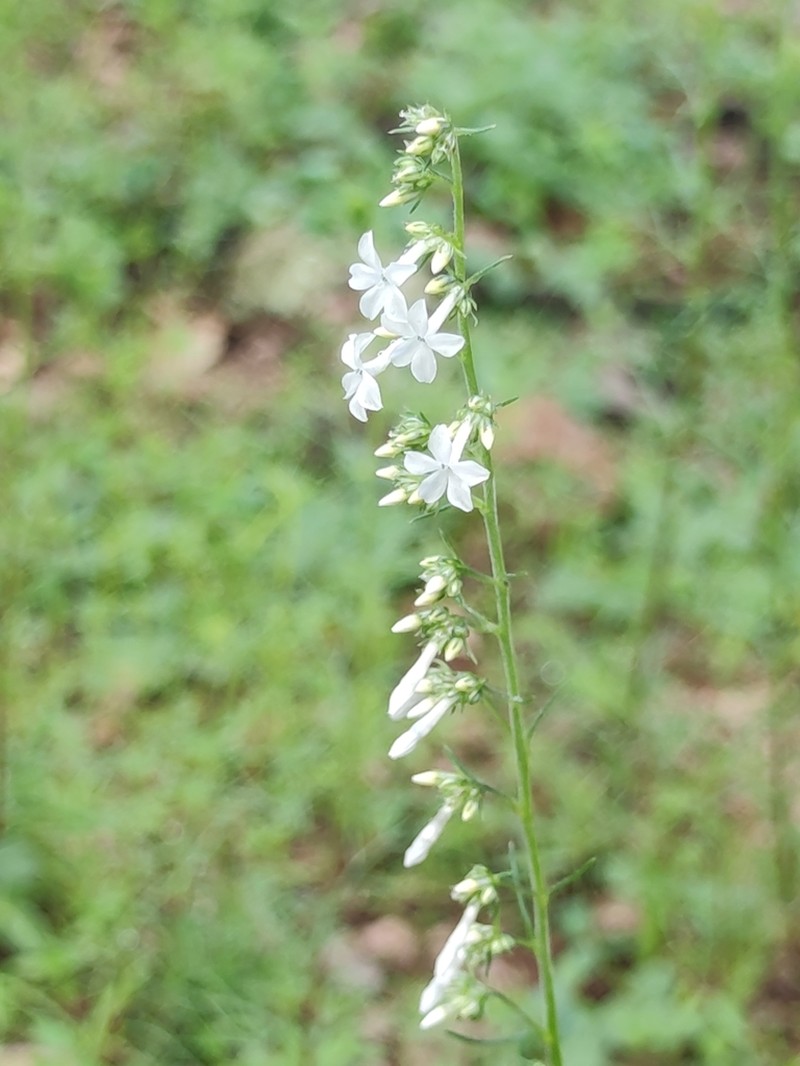 San Luis Mountain Ipomopsis photo 2