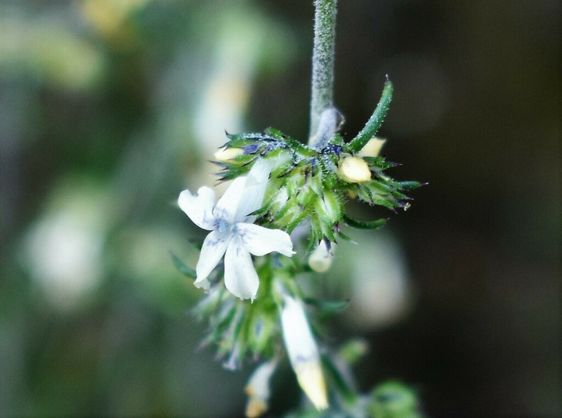 San Luis Mountain Ipomopsis photo 3