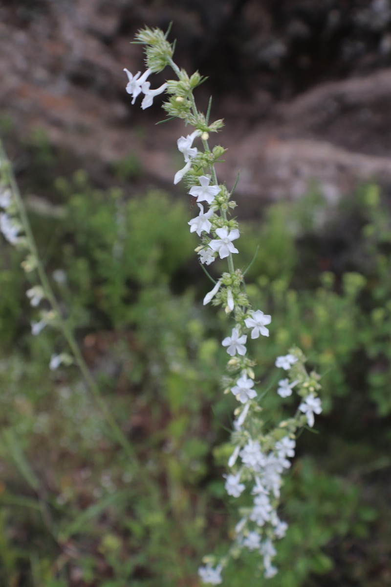 San Luis Mountain Ipomopsis photo 4