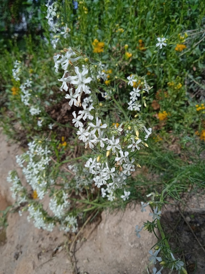 San Luis Mountain Ipomopsis photo 5