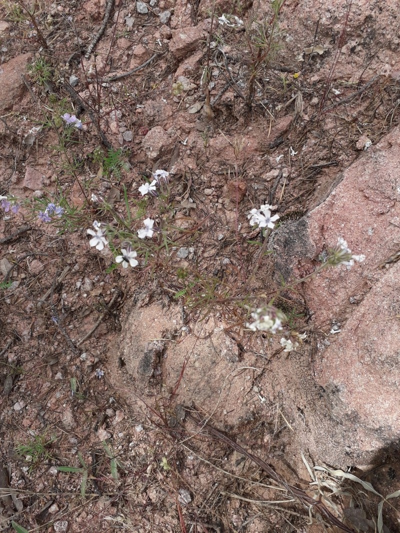 San Luis Mountain Ipomopsis photo 6