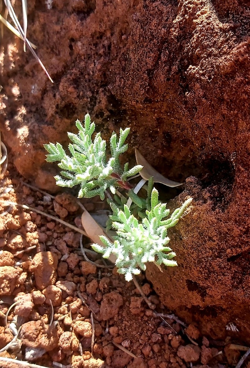 San Luis Mountain Ipomopsis photo 7