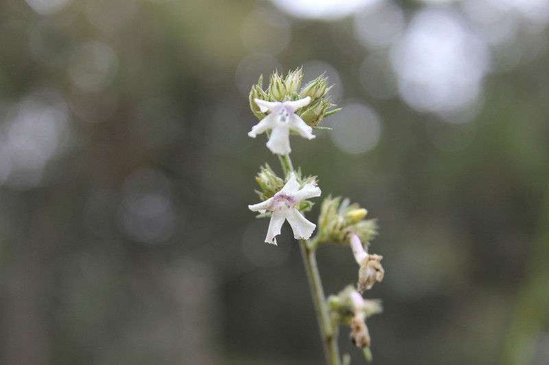 San Luis Mountain Ipomopsis photo 8