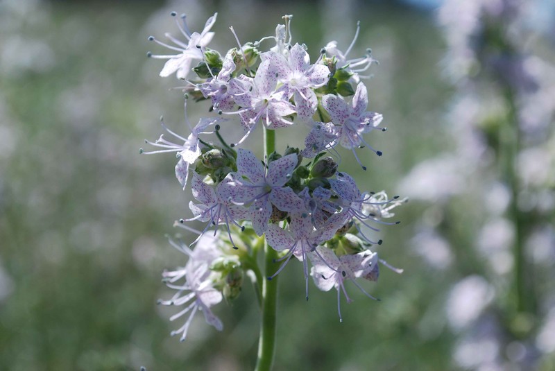 Pagosa Ipomopsis photo 3