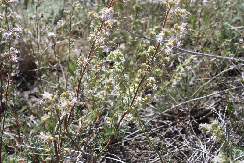 Pagosa Ipomopsis photo 4