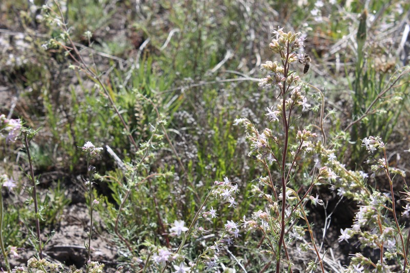 Pagosa Ipomopsis photo 5