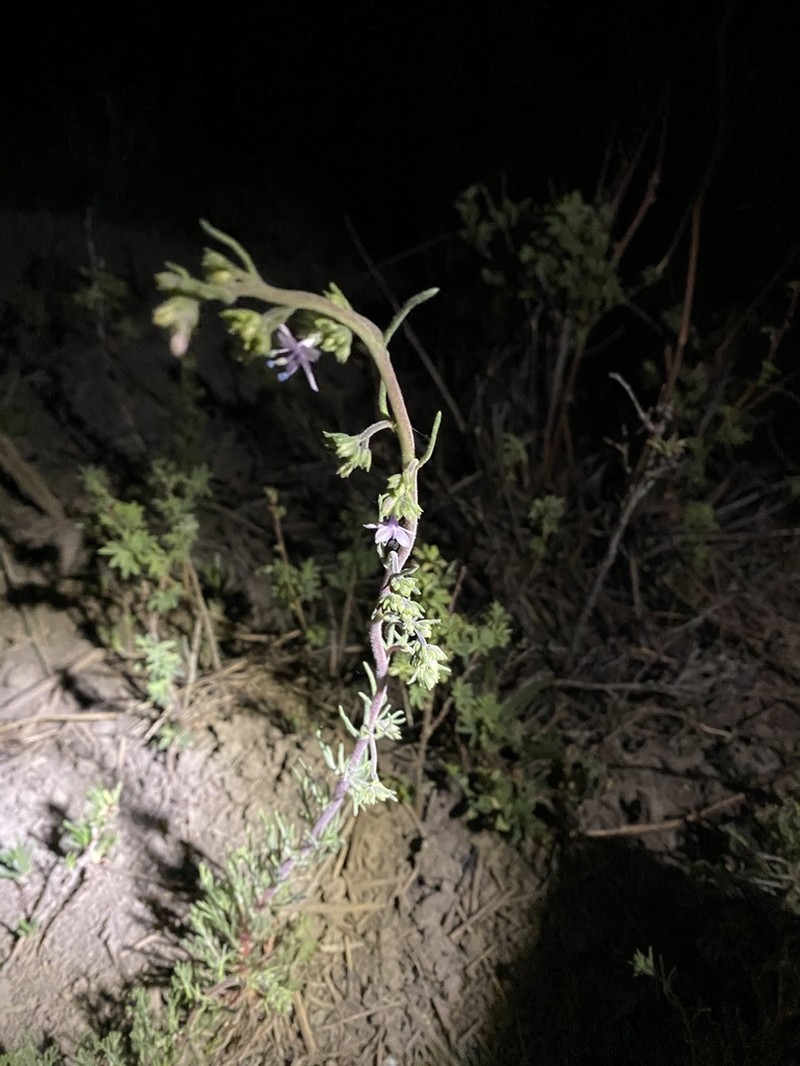 Pagosa Ipomopsis photo 2