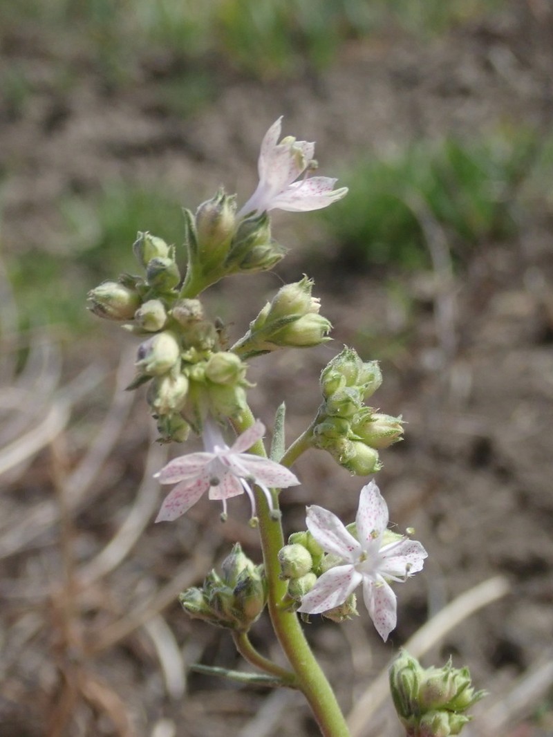 Pagosa Ipomopsis photo 3