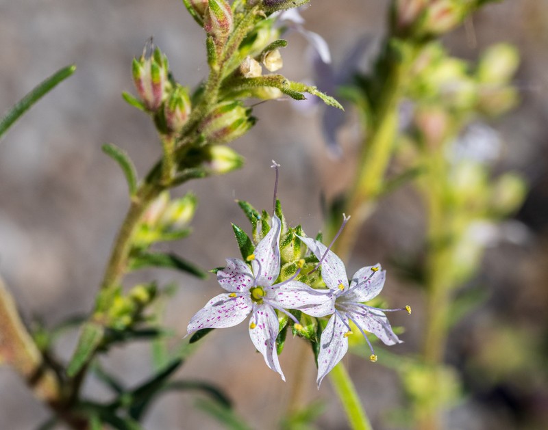 Pagosa Ipomopsis photo 4