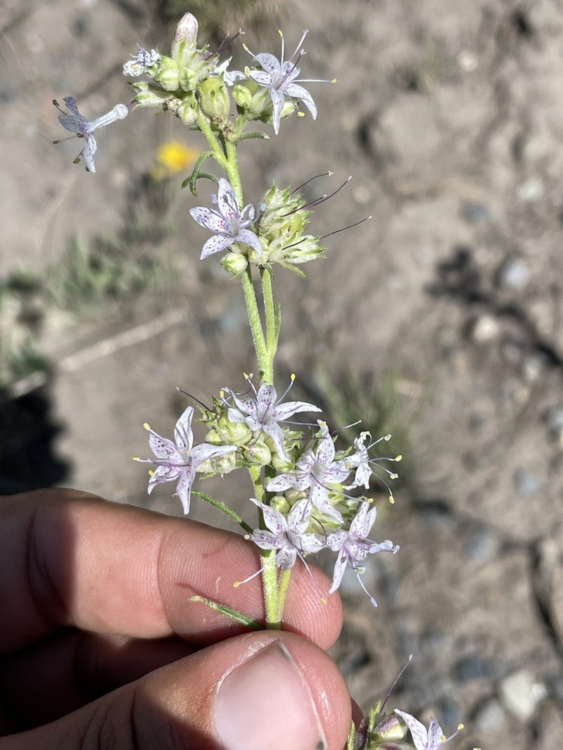 Pagosa Ipomopsis photo 5