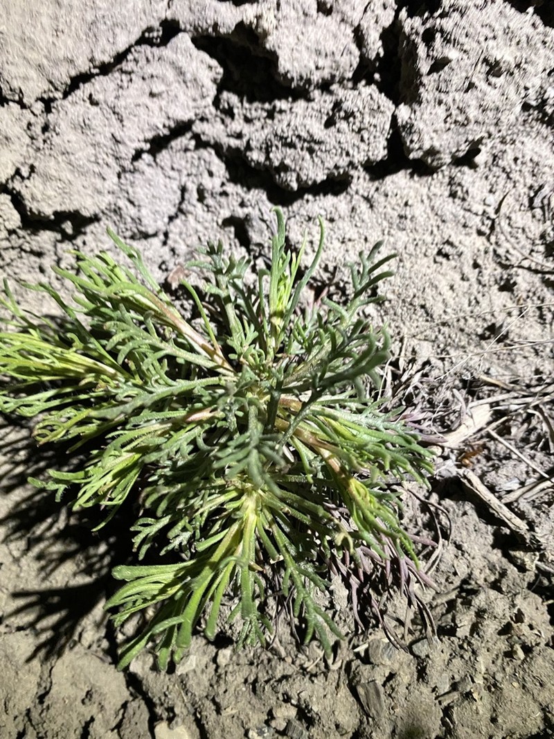Pagosa Ipomopsis photo 6