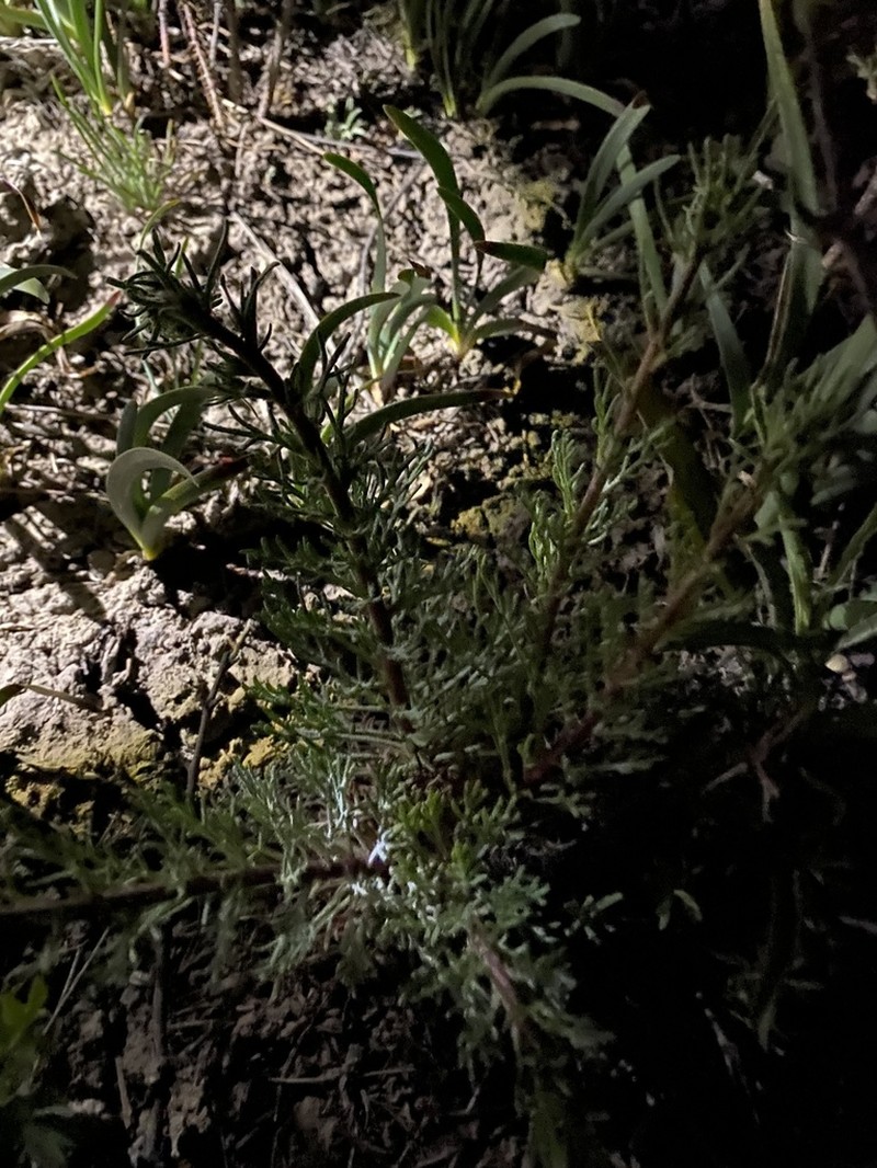 Pagosa Ipomopsis photo 8