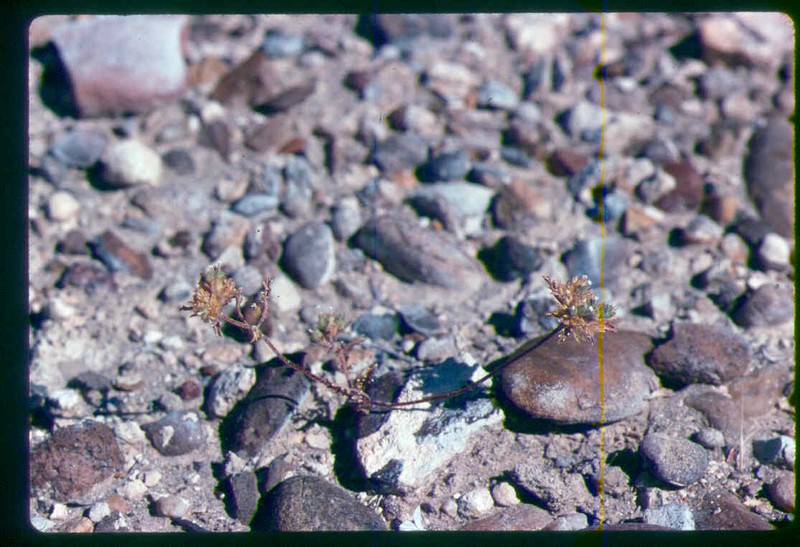 Manybranched Ipomopsis photo 5