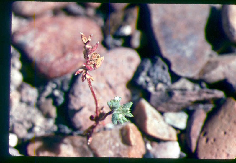 Manybranched Ipomopsis photo 7