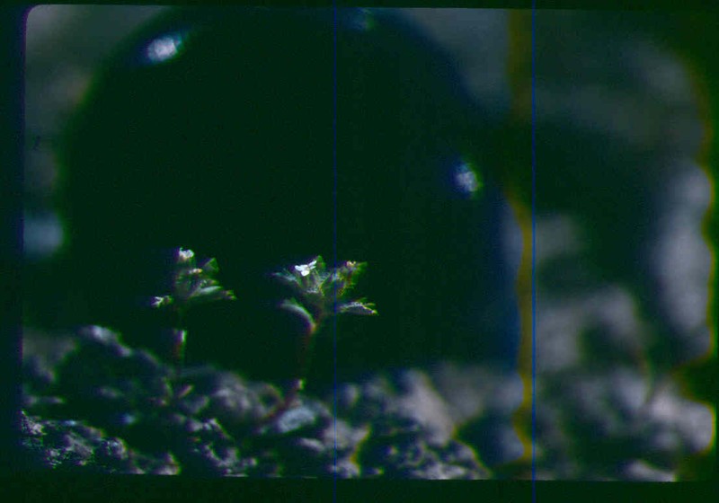 Manybranched Ipomopsis photo 4
