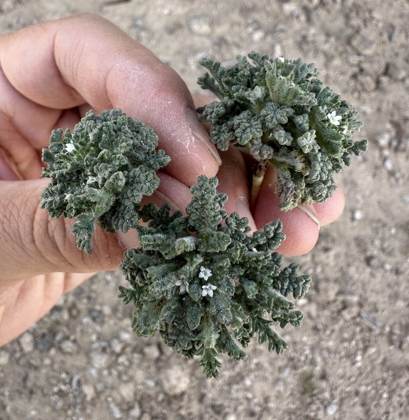 Manybranched Ipomopsis