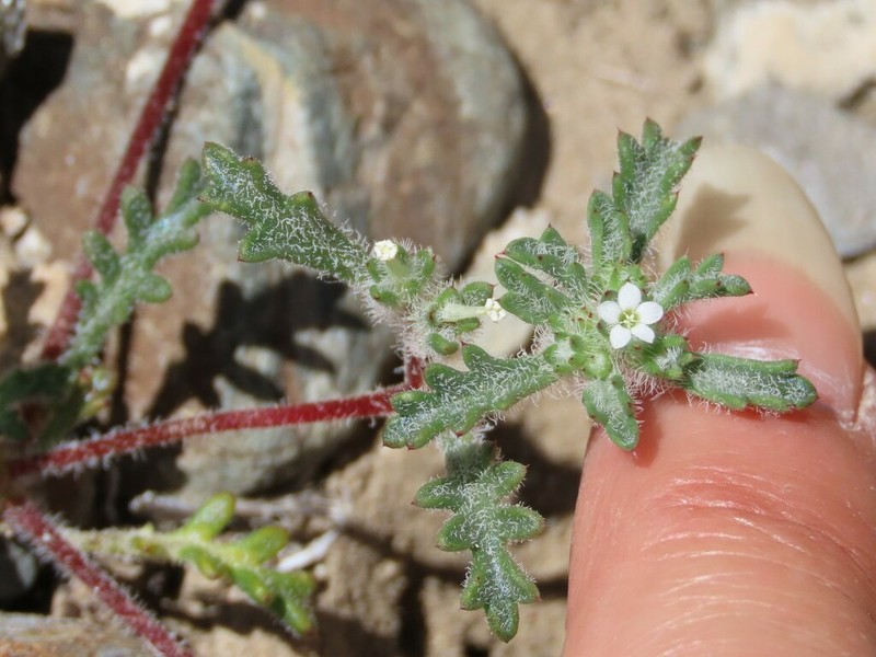 Manybranched Ipomopsis photo 2