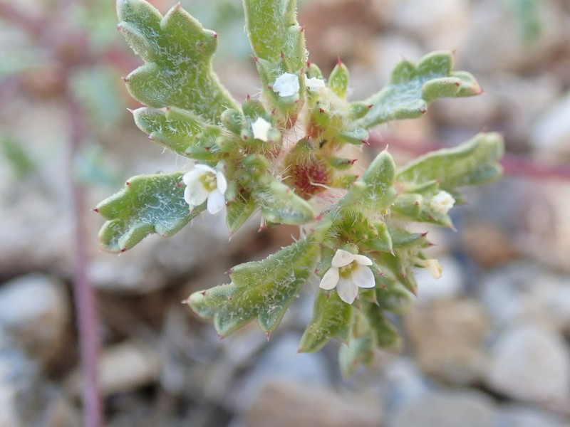 Manybranched Ipomopsis photo 3