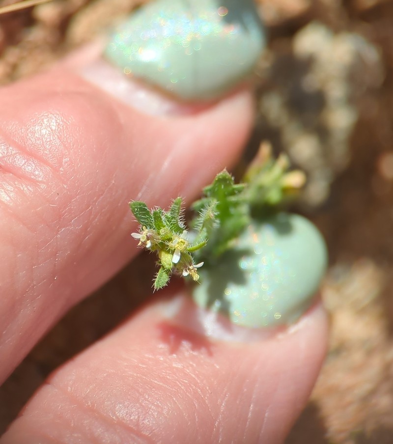 Manybranched Ipomopsis photo 4
