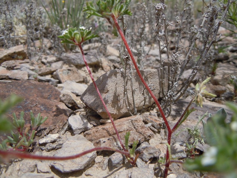 Manybranched Ipomopsis photo 5