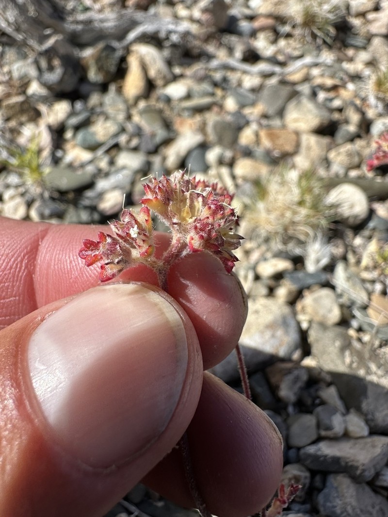 Manybranched Ipomopsis photo 6