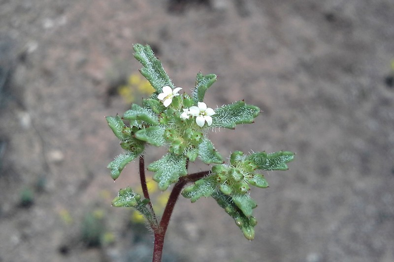 Manybranched Ipomopsis photo 8