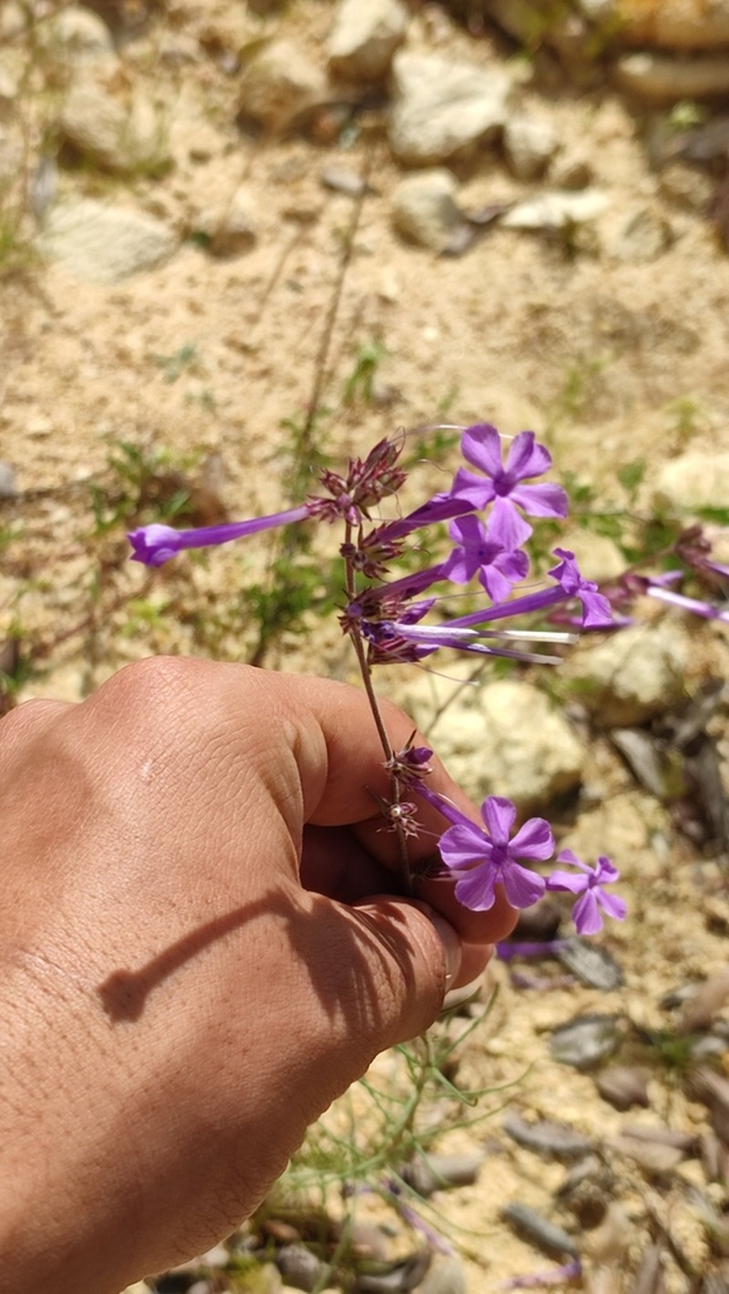 Ipomopsis pringlei