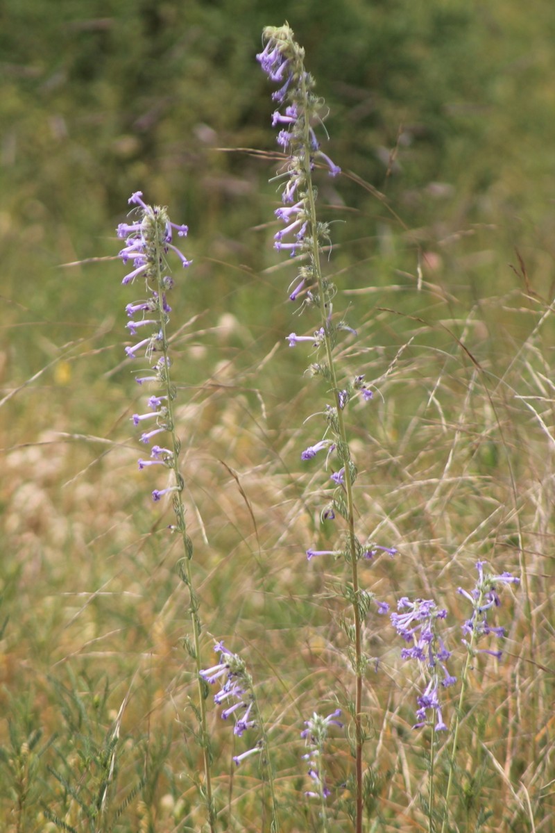 Ipomopsis pringlei photo 2