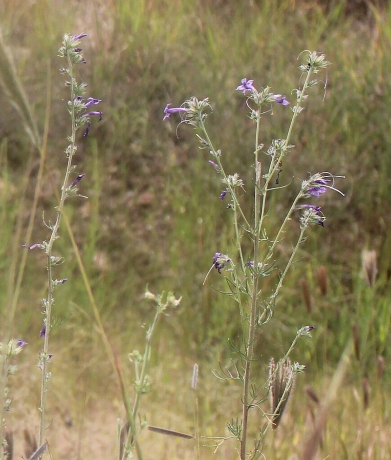 Ipomopsis pringlei photo 3