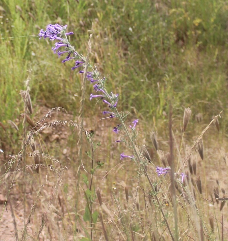 Ipomopsis pringlei photo 4
