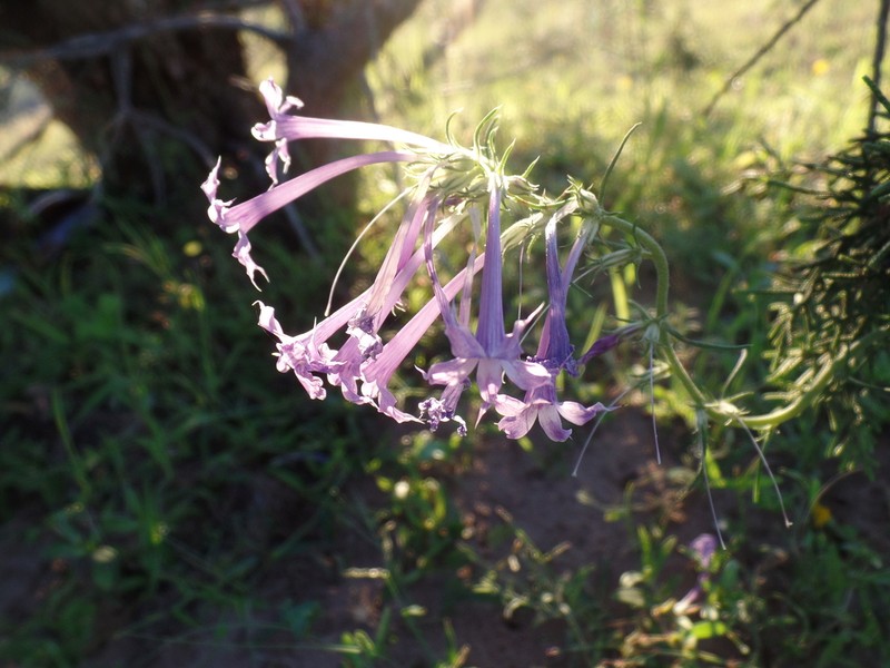 Ipomopsis pringlei photo 5