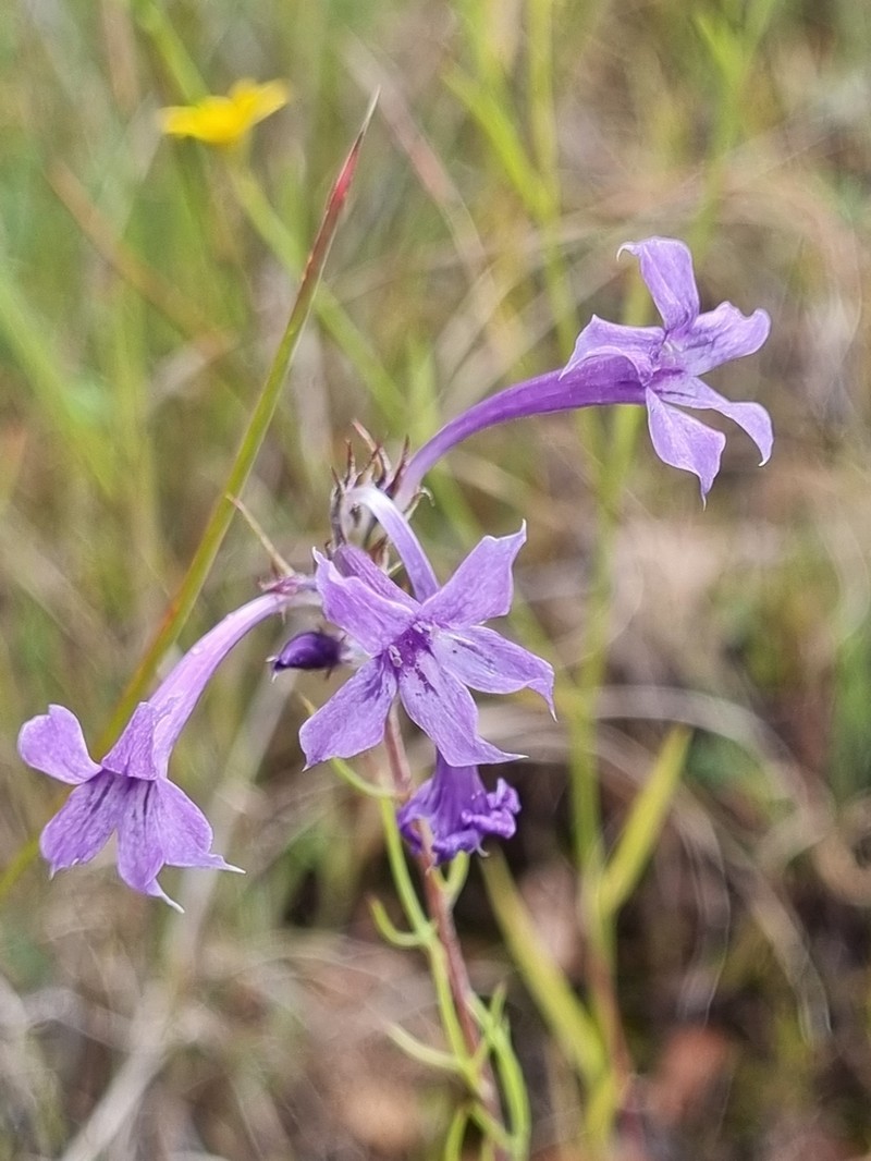 Ipomopsis pringlei photo 6