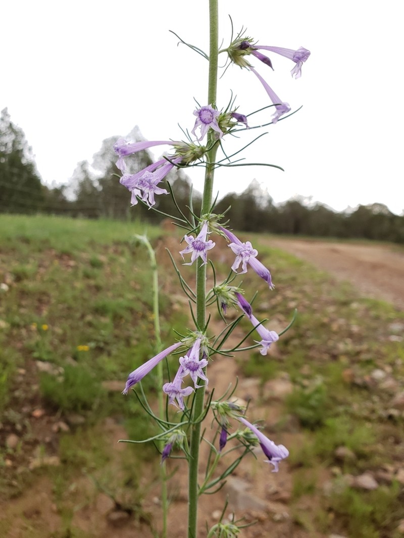 Ipomopsis pringlei photo 8