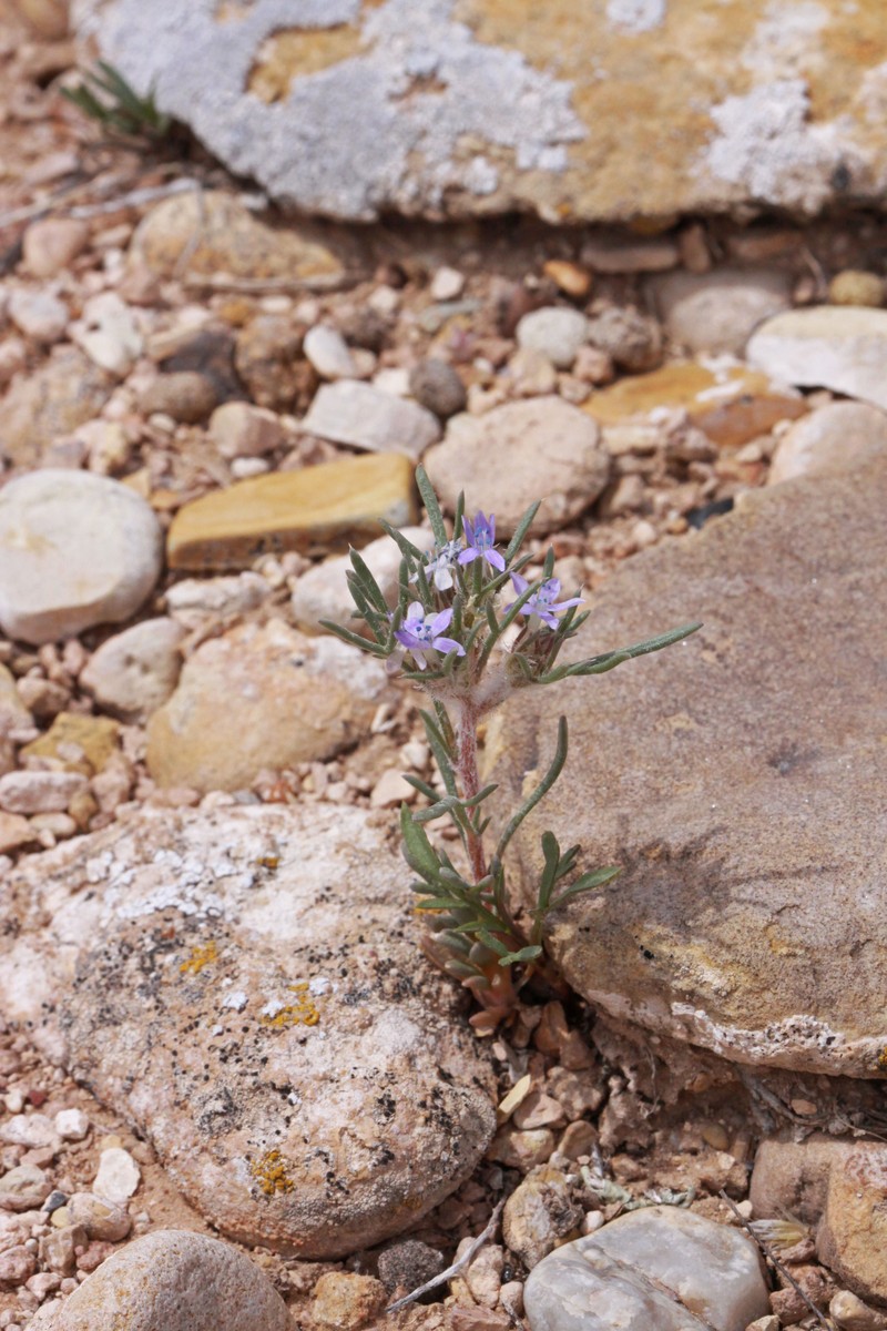 Dwarf Ipomopsis photo 2