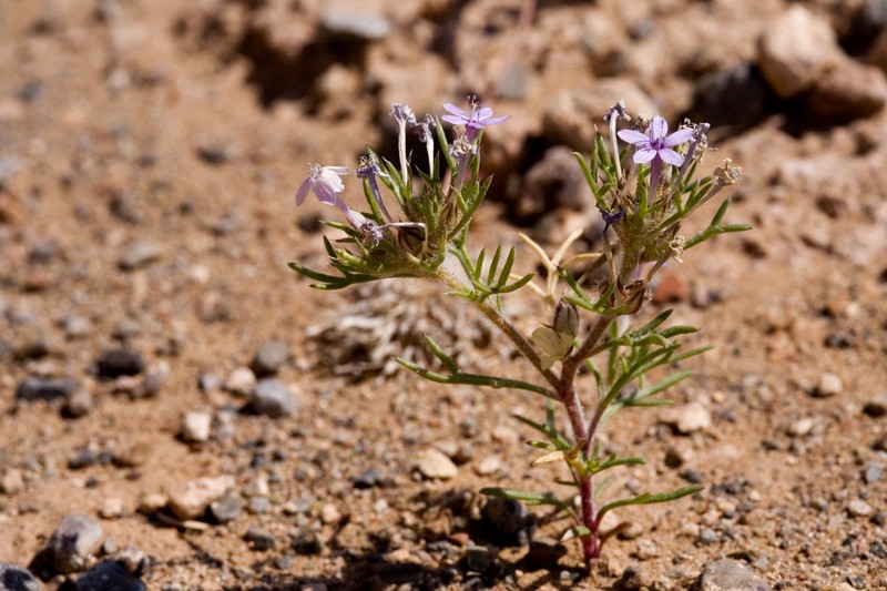 Dwarf Ipomopsis photo 4