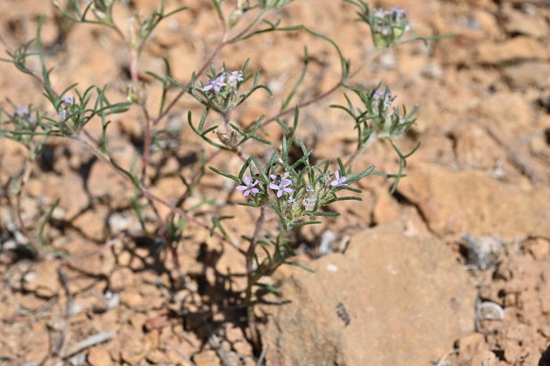 Dwarf Ipomopsis