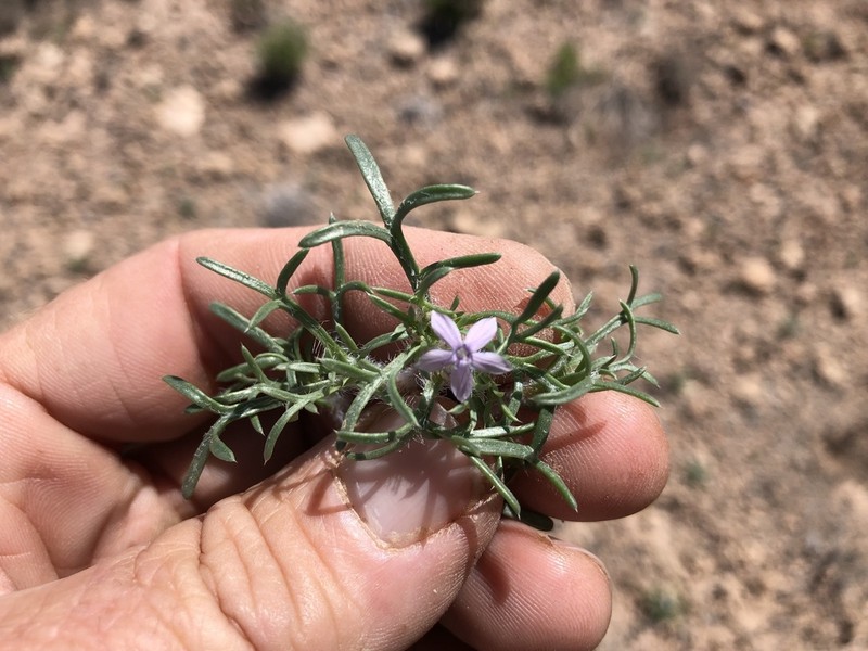 Dwarf Ipomopsis photo 2