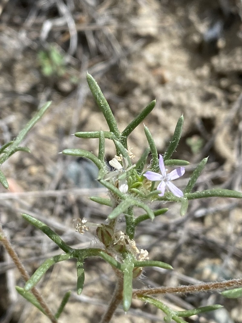 Dwarf Ipomopsis photo 4