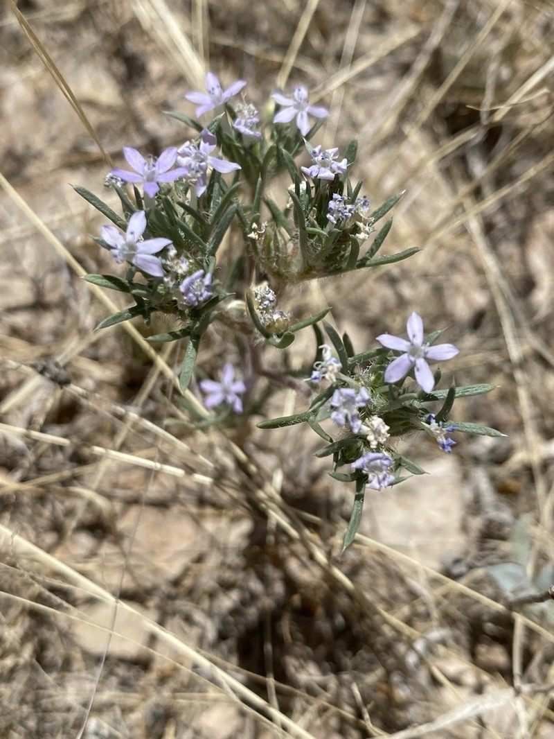 Dwarf Ipomopsis photo 6