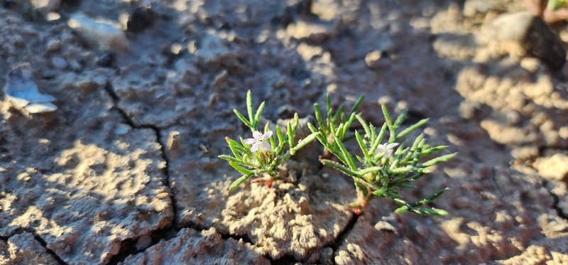Dwarf Ipomopsis photo 7