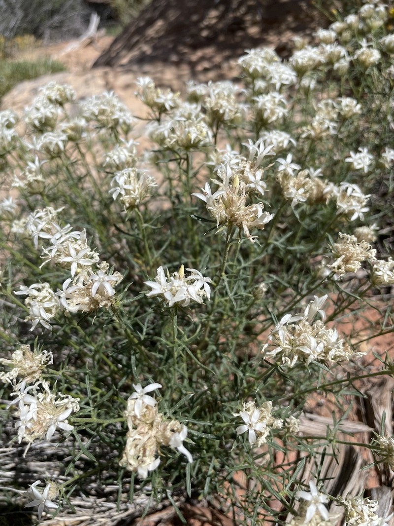 Rosy Ipomopsis